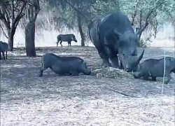 Lợn rừng 'bay giữa ngân hà' sau cú nựng yêu của tê giác