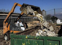 Israel phát hiện ổ dịch cúm gia cầm độc lực cao tại một vườn thú