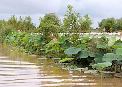 Nhịp sống mùa nước nổi