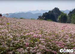 Rủ nhau về Hà Giang ngắm hoa tam giác mạch