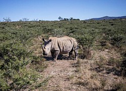 Tổ chức African Parks mua lại trang trại tê giác lớn nhất thế giới