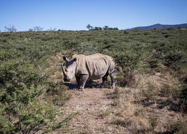 Tổ chức African Parks mua lại trang trại tê giác lớn nhất thế giới