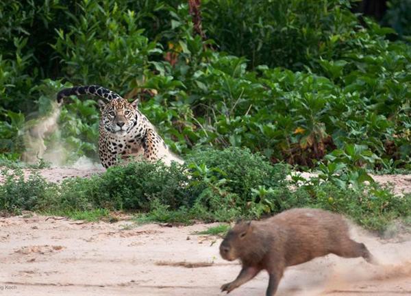 Báo đốm hạ gục loài chuột to nhất thế giới chỉ bằng 'vài đường cơ bản'