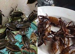 Lộc trời chui ra từ sình lầy, đem chiên được món đặc sản, 5 triệu đồng/kg, giới nhà giàu thích mê