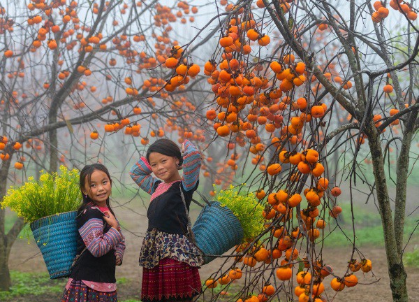 Ngắm nhìn vườn hồng sai trĩu quả "nhuộm" vàng mùa thu Mộc Châu