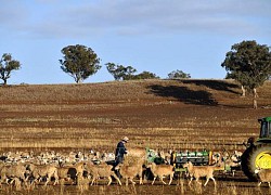 Australia xác nhận hiện tượng El Nino bắt đầu hình thành trên Thái Bình Dương