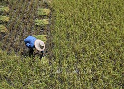 Giá gạo tăng gieo hy vọng cho nông dân Thái Lan đang chịu nhiều gánh nặng