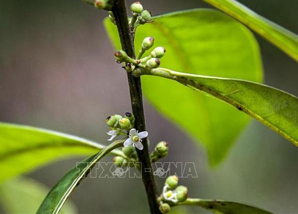 Tìm thấy cây nhựa ruồi Brazil sau gần 2 thế kỷ