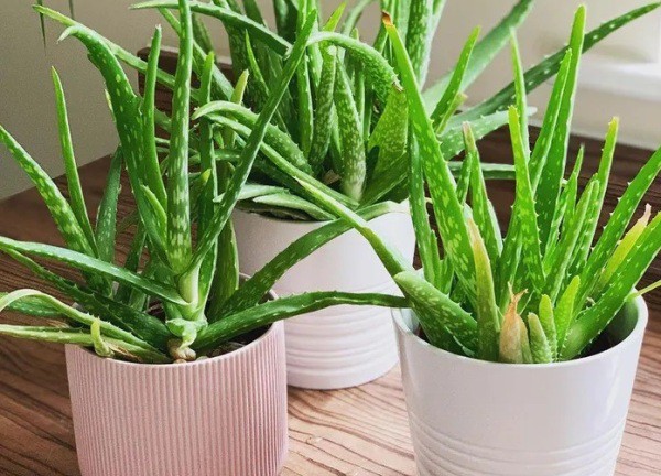7 loài cây cảnh ưa nắng là lựa chọn hàng đầu để bạn phủ xanh không gian sống
