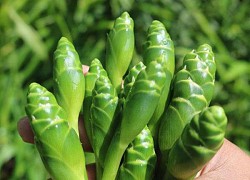 Cây này trước trồng chỉ lấy củ, giờ hoa lại được dân thành phố săn lùng vì ngon, giá 70.000 đồng/kg