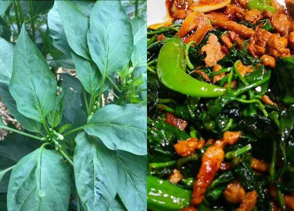Lá này là báu vật tiếc là quá ít người biết, nhà ai cũng nên trồng 1 cây, có rau quý ăn quanh năm