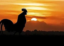 Vì sao gà trống luôn gáy đúng giờ mỗi ngày?