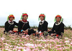 Cao Bành hấp dẫn hoa Tam giác mạch