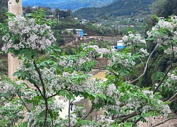 Lối về miền hoa trên dải đất phía Tây