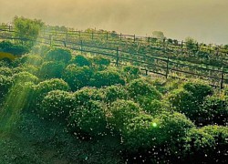 Mộng mơ với đồi Mây Đà Lạt