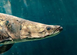Thủy quái hung tợn ở sông Amazon, cá hổ piranha cũng khiếp sợ