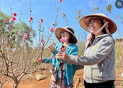 Ngắm đào xứ Bắc trên đất Gia Lai