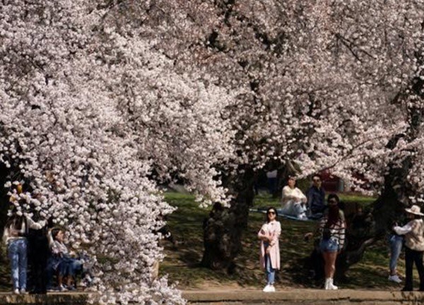 Cảnh sắc hoa anh đào nở rộ ở thủ đô Washington D.C, Mỹ