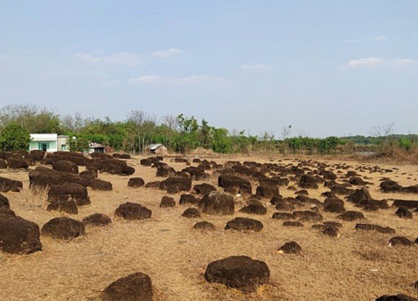 Lộc Ninh - Vùng đất biên giới Tây Nam giàu bản sắc