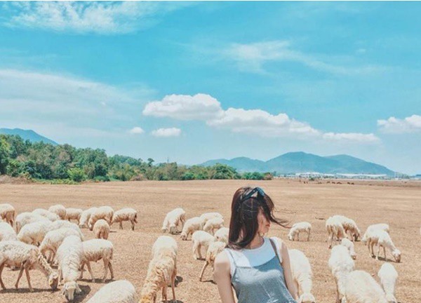 Đồng cừu An Hòa: Điểm "check-in" ấn tượng ở Ninh Thuận