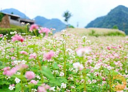 Hà Giang: Thạch Sơn Thần - Điểm ngắm hoa lý tưởng mùa tam giác mạch