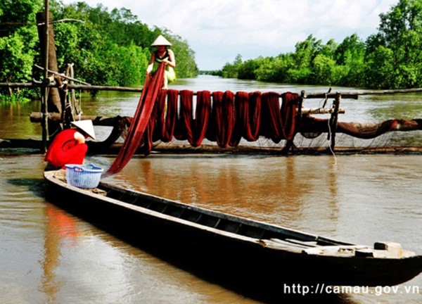 Khám phá rừng ngập mặn Cà Mau