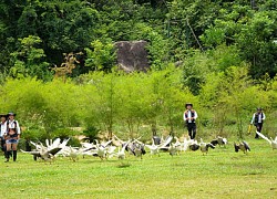 Lạc trôi giữa đảo Hoa Lan