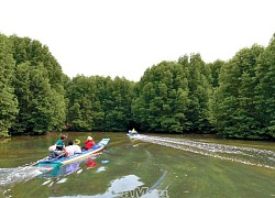 Những cánh chim ất Mũi