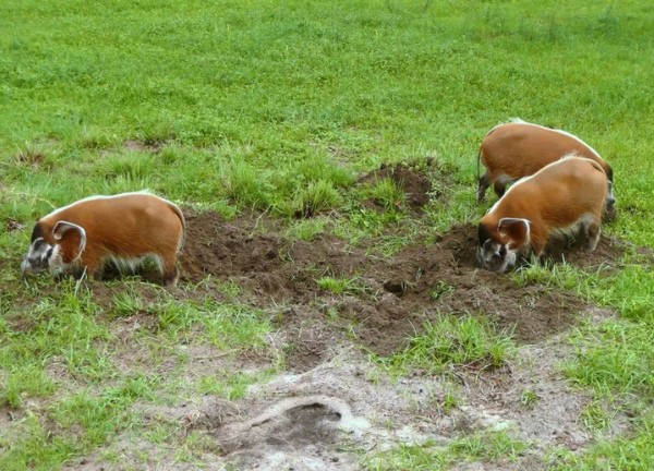 Red river hog: Loài lợn bảnh bao nhất thiên nhiên