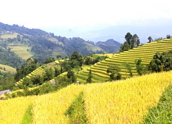 Ruộng bậc thang trong đời sống của đồng bào rẻo cao Hoàng Su Phì