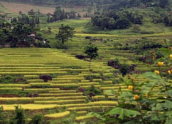 Vùng cao Bát Xát mùa lúa chín