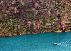 Đầu xuân, đừng bỏ lỡ mùa hoa gạo Hà Giang