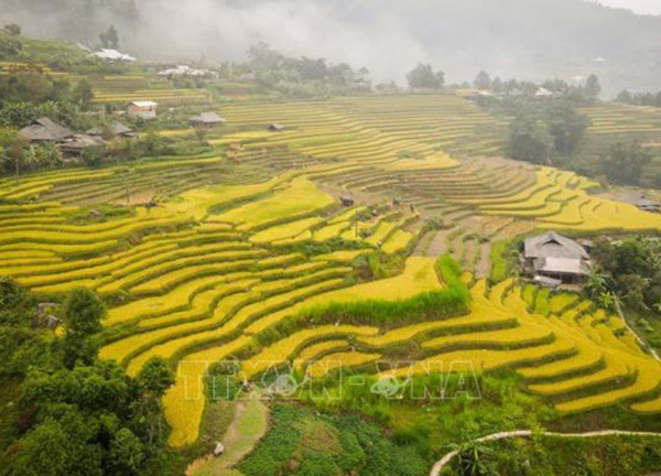 'Tiếng gọi mùa vàng' - trải nghiệm ruộng bậc thang Hoàng Su Phì