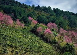 Về Lạc Dương ngắm mai anh đào trên triền đồi Đan Kia