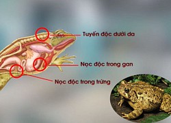 Ba trẻ thương vong do tự làm thịt cóc ăn