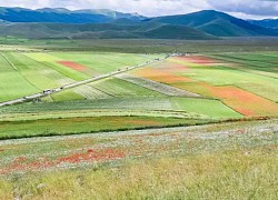 Đến Ý, ngắm thung lũng hoa rực rỡ tại làng Castelluccio