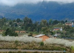 Hoa mận nở trắng trời bản làng Nặm Đăm, Quản Bạ ở Hà Giang