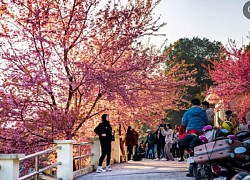 Lạc lối giữa 'biển' mai anh đào ở Lũng Cú