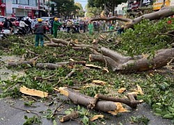 Đắk Lắk: Cây cổ thụ gãy đổ làm hư hại nhà dân tại TP Buôn Ma Thuột