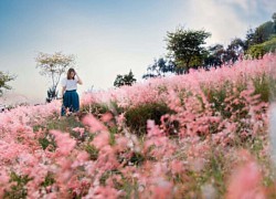 Đồi cỏ hồng đẹp lạ cách Hà Nội 70km