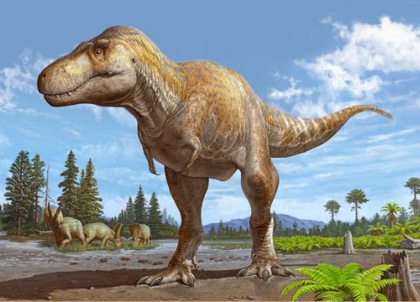 Phát hiện hộp sọ 72 triệu năm của loài khủng long có họ hàng với Tyrannosaurus Rex