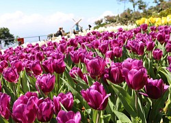 Triền hoa tulip đẹp ngỡ ngàng trên đỉnh núi Bà Đen Tây Ninh