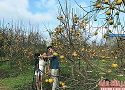 Cao nguyên Mộc Châu mùa hồng chín