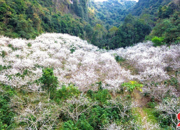 Mùa hoa mận trắng vùng ven Thành phố