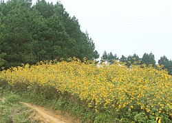 Mùa hoa trên Thảo nguyên