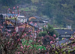 Mùa xuân ở nơi 'hoa nở trên đá'