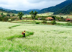 Những cung đường hoa cải