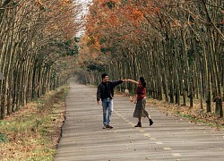 Rừng cao su cách TP.HCM chỉ 70km vào mùa thay lá, du khách mê mẩn check-in ngày cận Tết