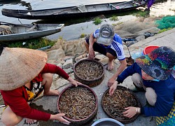 Khám phá làng chài Ngư Mỹ Thạnh trên phá Tam Giang