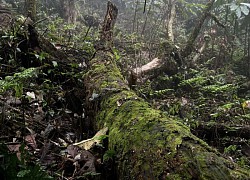 Nhìu Cồ San - Khu 'rừng thủy tinh' huyền bí tại Lào Cai